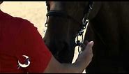 QuickTip: Determine your horse's bit size (Myler)