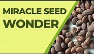 MIRACLE SEED WONDER //A MUST WATCH
