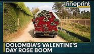 Colombian flower market blooms ahead of valentines day | WION Fineprint
