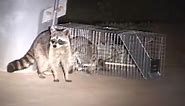 How to Catch a Raccoon in a Live Cage Trap