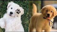 Golden Retriever dogs Pictures | Cute Pictures Of Golden Retrievers | New Pics For wallpaper 2022!