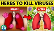 Top 10 Herbs for Lung Health, Clearing Mucus, COPD, and Killing Viruses