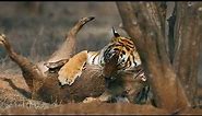 Tiger hunting a wild boar in Ranthambore Tiger Reserve