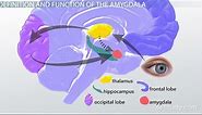 Amygdala | Definition, Function & Location
