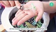 How to Propagate Succulents for Beginners | Best succulent propagation method for beginners