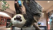 Hoffmann's Two-Toed Sloths Explore New Homes at Cheyenne Mountain Zoo