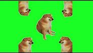 Cheems Doge new different Green screen video Meme Template viral trending