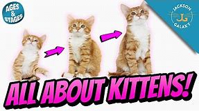 All About Kittens: Kitten Growth Stages & Milestones!