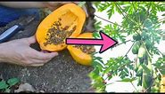 How to Grow 21 Amazing Trees from Seed (Full Presentation)