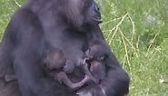 Sweet moment gorilla twin babies in hugging tightly by cute mother, Look so gorgeous interaction between gorilla mom twin babies.