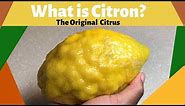 What is Citron?| The Original Citrus