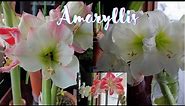 Discover the beauty of Amaryllis Flowers in this tour & what to do after blooming 🌸 amaryllis bulbs