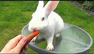 New Zealand White Bunny Rabbit Eating Carrot