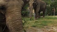 Asian Elephant Snacking and "Chatting" at the L.A. Zoo