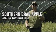 Southern Crab Apple (Malus angustifolia)