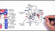 Introduction to Cardiac (Heart) Anatomy and the Chest Xray