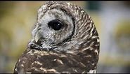 Owls can rotate their heads 270 degrees!
