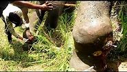Heart wrenching! Treating poor Elephant suffering with agonizing abscess in the leg