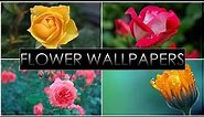 HD Flower Wallpapers Pack #1 HD 1080p