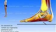 Le pied : organisation et fonctions musculaires