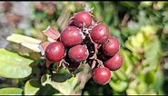 Bigberry Manzanita (Arctostaphylos glauca)