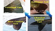 How to identify catfish - flathead, blue, channel, white catfish, bullhead and other species