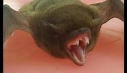 Small Sharp Teeth Bat In My House