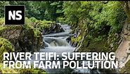 Agricultural waste is destroying the river Teifi