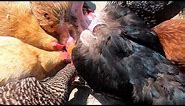 CANNIBAL CHICKENS EATING CHICKEN
