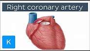 Right Coronary Artery Function - Human Anatomy | Kenhub