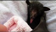 Baby bat yawning