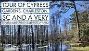 The Best Things to do in Charleston | Exploring Cypress Gardens