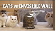 Cats vs Invisible Wall | Kittisaurus