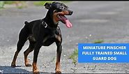 THE MINIATURE PINSCHER - FULLY TRAINED SMALL GUARD DOG
