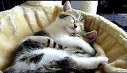 Top 20 Cute Kittens and Cats Hugs | Happy Valentine's Day Video Compilation