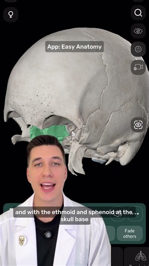 Frontal bone 💀 anatomy explained with the Easy Anatomy app