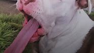Pit Bull Has A Giant Tongue