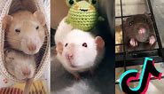 Cute Rats [TikTok Compilation] #1