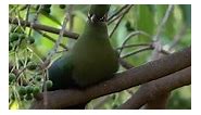 Schalow's Turaco - Birding Malawi -Lilongwe. These beautiful Turaco's highlight the gardens in Malawi Capital, Lilongwe. Shcalow's Turaco has a lengthy crest with white tips, orange eye ring and beautiful crimson coloured underwings. #reels #brids #nature #safari | Beautiful Baby