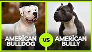 American Bulldog vs American Bully: What’s the Difference?