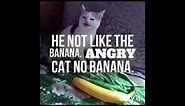 1 Hour Cat No Banana