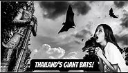 Crazy! Incredible GIANT BATS at Temple in THAILAND!
