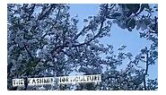 Apple orchard blossoms are in... - The Kashmir horticulture