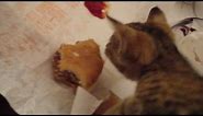 The Kitty that will eat McDonald's