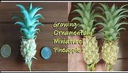 Growing miniature/Ornamental Pineapple plant