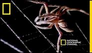 Spider Kills Bat | National Geographic