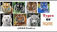 All Types Of Tiger - All Living Sub-Species Of Tigers