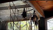 huge australian bats hanging upside down