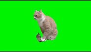 hungry cat meme (green screen)
