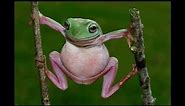 Top Frogs